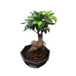 1 BONSWAI FICUS GINSENG CERAMIKVAS 18CM