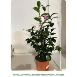 1 CAMELIA JAPONICA ROSA I KRUKA 22CM, UTEVÄXTER, EVIGGRÖN