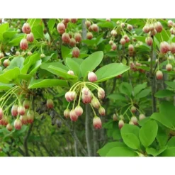 1 ENKIANTHUS CAMPANULATUS VÄXTER I 19CM KRUKA