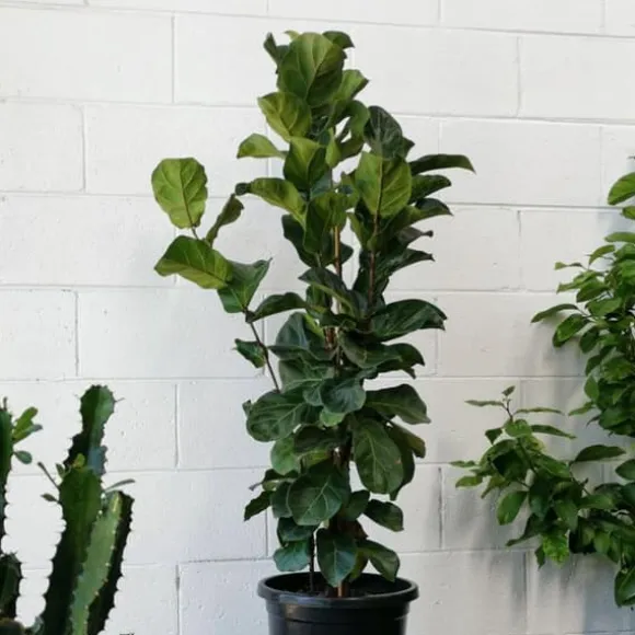 1 FICUS LYRATA BAMBINO VAS 12CM lägenhet renar luften