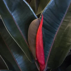 1 FIKUS ABDJAN I KRUKA 12CM, INOMHUSVÄXTER