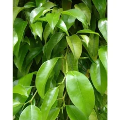 1 FIKUSPLANTA KRUKA 17CM ständigt gröna lägenhet beniamino