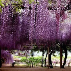 20 frön Balkong Wisteria Frö Gräsmatta Plant Frö Trädgård Wisteria Frö för utomhusgård Blå