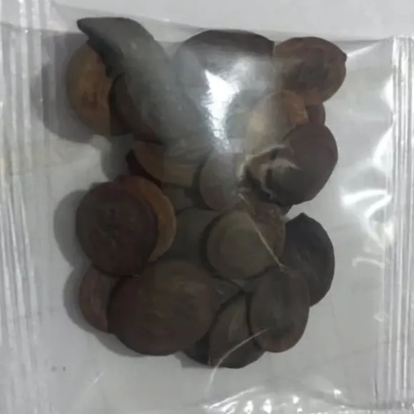 20 frön Balkong Wisteria Frö Gräsmatta Plant Frö Trädgård Wisteria Frö för utomhusgård Blå