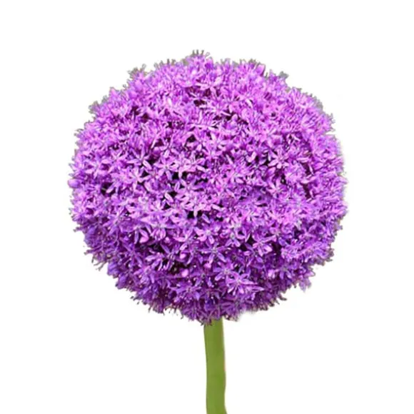 100 frön/förpackning Lila Gian Blommor Frö Trädgård gräsmatta Allium Giganteum Frö för utomhusbalkong