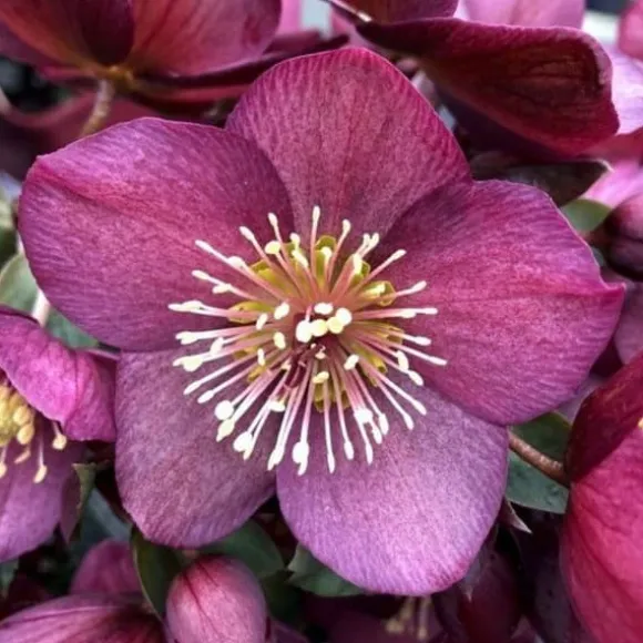 1 HEPHERBIS ORIENTALIS I KRUKA 12CM VIT ELLER MÖRKPINK, UTEVäXTER, EVERGREEN, BALKONGBLOMMOR