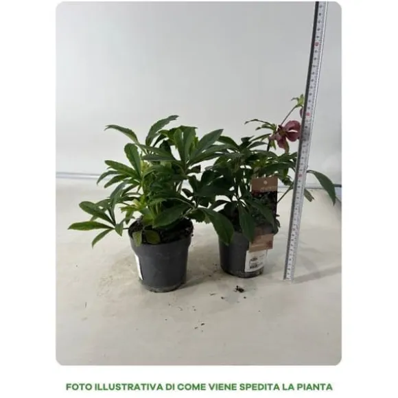 1 HEPHERBIS ORIENTALIS I KRUKA 12CM VIT ELLER MÖRKPINK, UTEVäXTER, EVERGREEN, BALKONGBLOMMOR