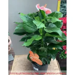 1 HIBISKUSPLANT I ROSA HIBISKUS I KRUKA 19CM