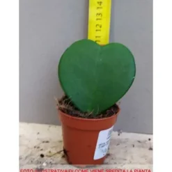 1 HJÄRTAFORMAD HOYA KERRII VAXBLOMMA VAS 6CM