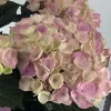 1 HYDRANGEA MAGICAL ROSA VÄXT I 23CM KRUKA, UTEVÄXTER, FÄLLANDE BLAD