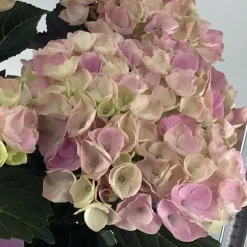1 HYDRANGEA MAGICAL ROSA VÄXT I 23CM KRUKA, UTEVÄXTER, FÄLLANDE BLAD