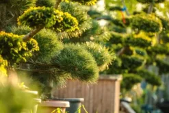 25 kg Epsomsalt, grangödsel, bladgödsel, magnesium, TOP 25 kg