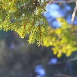 25 kg Epsomsalt, grangödsel, bladgödsel, magnesium, TOP 25 kg