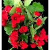3 KONSTVÄXTER GERANIUM FÖR SAMMANSÄTTNINGAR VALFRI FÄRG 40CM BLOMMOR VÄXTER