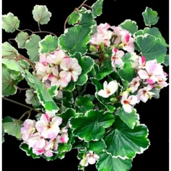 3 KONSTVÄXTER GERANIUM FÖR SAMMANSÄTTNINGAR VALFRI FÄRG 40CM BLOMMOR VÄXTER