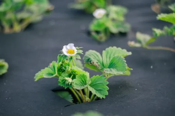 250 m² Ogräsbekämpningstyg Trädgårdsfleece Mulchtyg Fleece 180 g 2 m bred Premium Quality