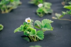 45 m² Ogräsbekämpningstyg Trädgårdsfleece Mulchtyg Ogräsbekämpningsmembran 150 g 1 m bred PES