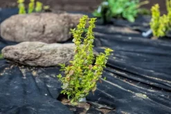 15 m² Trädgårdsfleece Ogräsbekämpningstyg Ogräsfoder Mulchtyg 150 g/m² 1,5 m bred