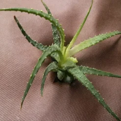 280 m² Trädgårdsfleece Ogräsbekämpningstyg Mulchtyg 80 g 1,6 m bred brun