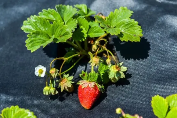 275 m² Trädgårdsfleece Ogräsbekämpningstyg Mulchtyg Ogräsbekämpningsmembran Geotexilmembran 120 g 1 m w.