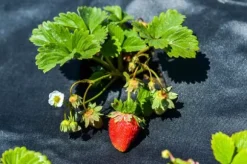 125 m x 1 m Ogräsbekämpningstyg UV-stabilt med 2 ytor Trädgårdsfleece Mulchtyg PES/PP