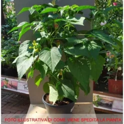 1 MAGENTA HIBISKUSPLANTA I 22CM KRUKA hibiskus