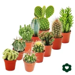 10 olika kaktusar 5,5 cm kruka i ett set