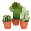 3 olika större kaktusar i ett set, kruka på 12 cm, ca 15-28 cm höga.