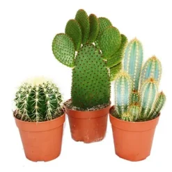 3 olika större kaktusar i ett set, kruka på 12 cm, ca 15-28 cm höga.