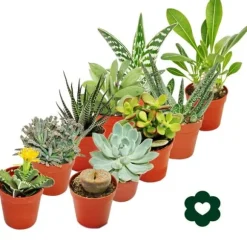 10 olika suckulenter 5,5 cm kruka i ett set