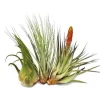 3 olika XXL-Tillandsias i ett set