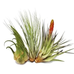 3 olika XXL-Tillandsias i ett set