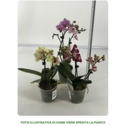1 PHALENOPSIS VÄXT I 9CM KRYDDGA, ASSORTERADE FÄRGER, INOMHUSVÄXTER