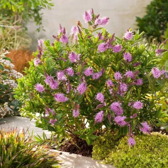 1 PIANTA AV HEBE TILLÄGG KRUKA 27CM ständigt grön mycket kraftig