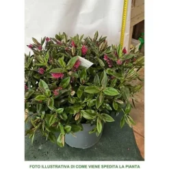 1 PIANTA AV HEBE TILLÄGG KRUKA 27CM ständigt grön mycket kraftig