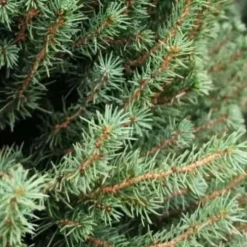 1 PICEA GLAUCA VAS 23CM ALBERELLO GRAN PINE NACHT