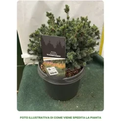 1 PICEA GLAUCA VAS 23CM ALBERELLO GRAN PINE NACHT