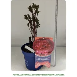 1 PION PIANTA LACTIFLORA KARL ROSENFIELD I TOPP-24CM, UTOMHÄNGG, PERENN.