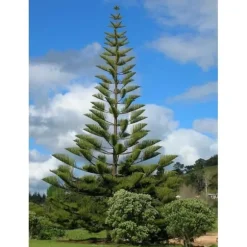 1 PLANT AV ARAUCARIA HETEROPHYLLA EXCELSA NORFOLKSKOG VAS 14CM KONGLOMERA