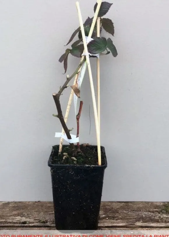 1 Plant av Chesterbär Rubus Fruticosus med stora och söta frukter