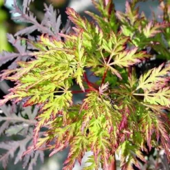 1 PLANT AV ELM DISSECTUM EMERALD LACE I KRUKA 22CM, UTOMHUSVÄXTER, LÖVTRÄD