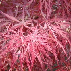1 PLANT AV KLIBLADIGH PALMATUM DISSECTUM I VAS 22CM, VÄXTER FÖR UTE, LÖVFALLANDE