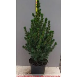 1 PLANT FORM PICEA GLAUCA CONICA POT 17CM NÅLTRÄD EVIGGRÖN