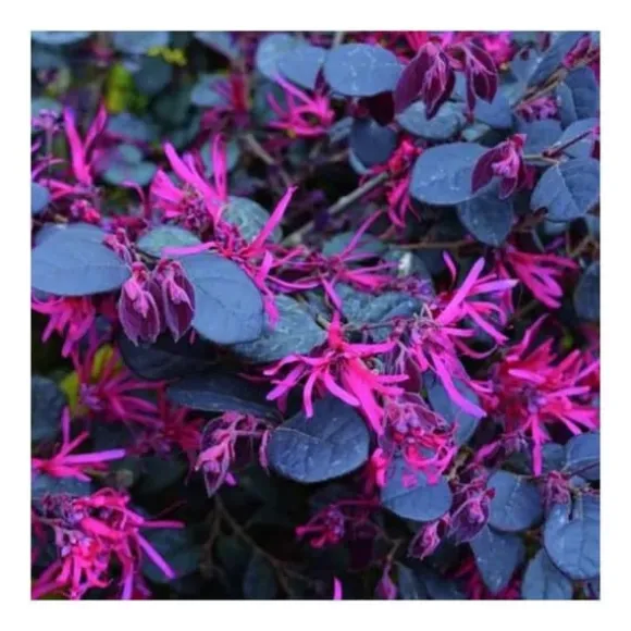 1 PLANT LOROPETALUM CHINE BLAK I VAS 19CM, UTEPLANTER, EVIGRÖN.