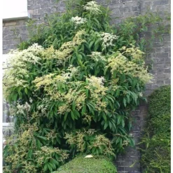 1 PLANT OF PILEOSTEGIA VIBURNOIDES POT 17CM OUTDOOR CLIMBING PLANTS