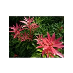 1 PLANT PIERIS FOREST FLAME IN POT 18CM PERENNA