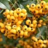 1 PLANT PYRACANTHA YELLOW POT 12CM OUTDOOR PLANTS, EVERGREEN