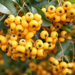 1 PLANT PYRACANTHA YELLOW POT 12CM OUTDOOR PLANTS, EVERGREEN