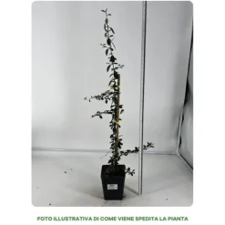 1 PLANT PYRACANTHA YELLOW POT 12CM OUTDOOR PLANTS, EVERGREEN
