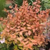 1 PLANTA AV ABELIA GRANDIFLORA CARAMEL KRUKA 20CM UTOMHUSVÄXTER